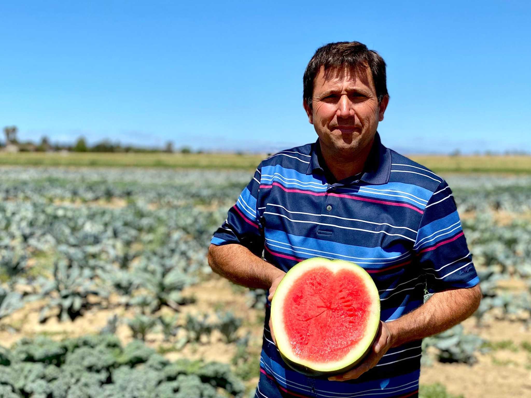 Here s Where To Find A Black Watermelon In The Bay Area