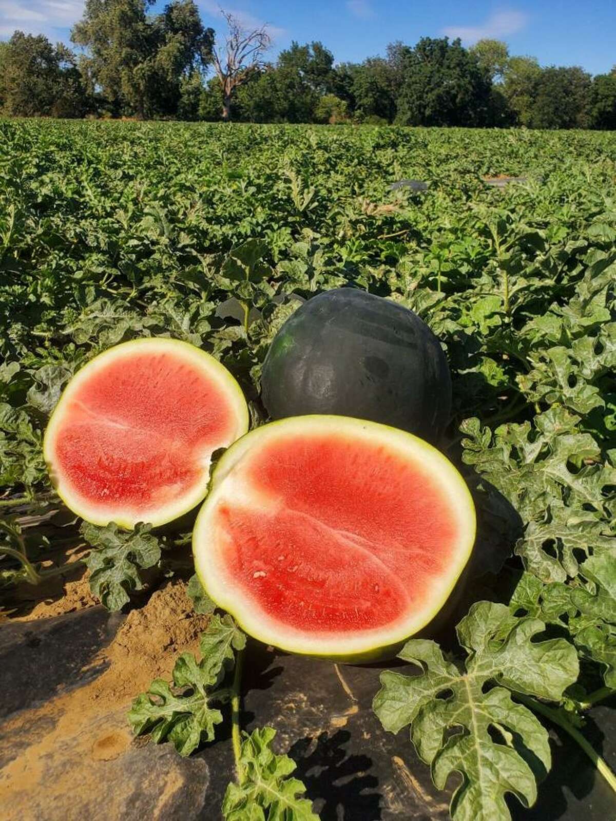 Here’s where to find a black watermelon in the Bay Area
