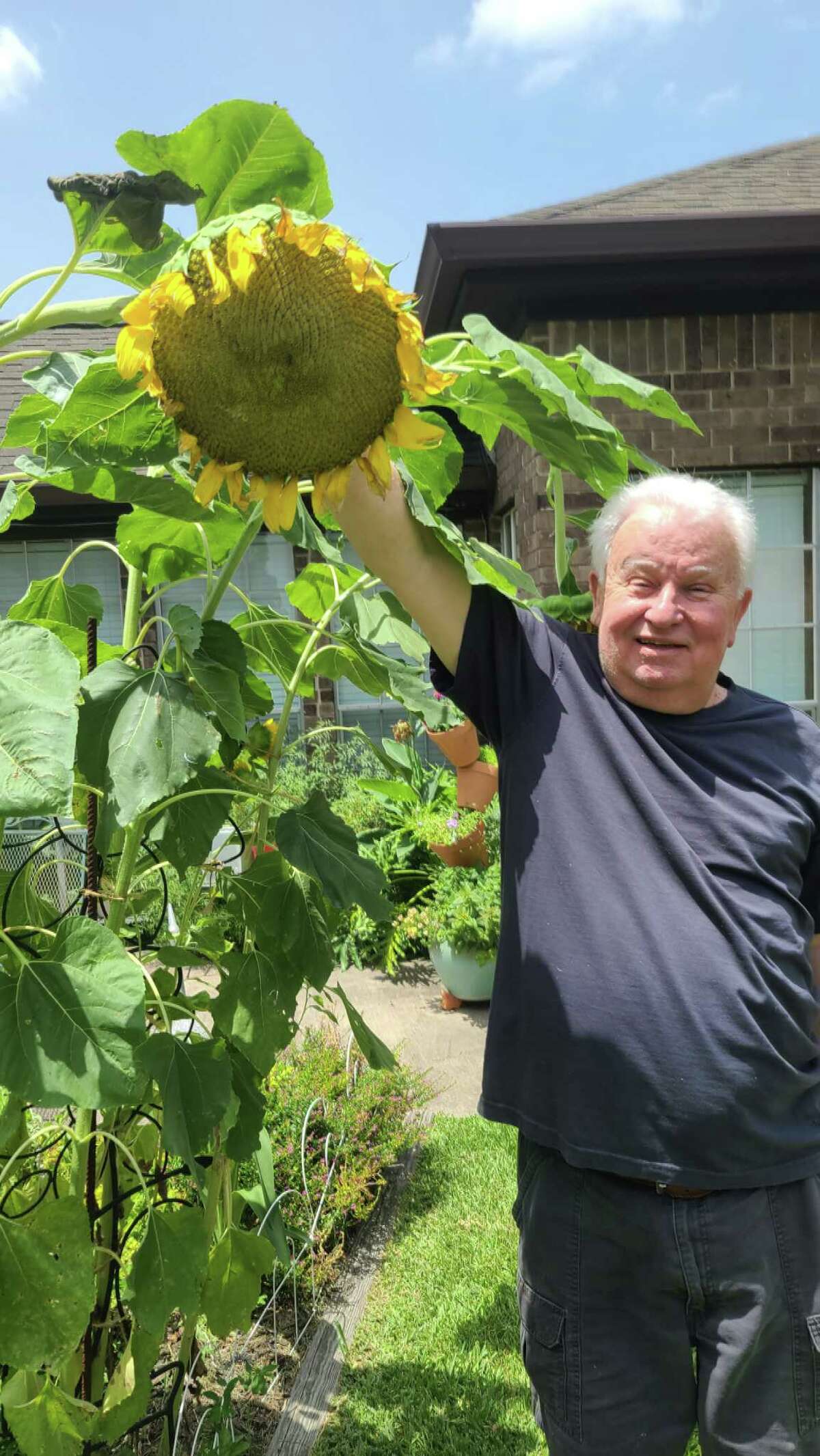 Sunflowers are easy, fast-growing, and a lot of fun. These “American Giant Hybrid” sunflowers grew so tall (they grow to 16’ tall) Jack Keller is dwarfed, even as the flower bent with the weight of the seedy head.