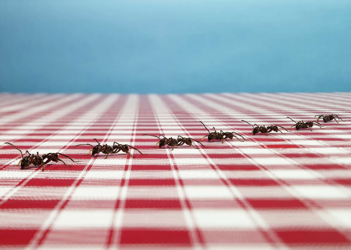 Ants march on a checkerboard tablecloth. 