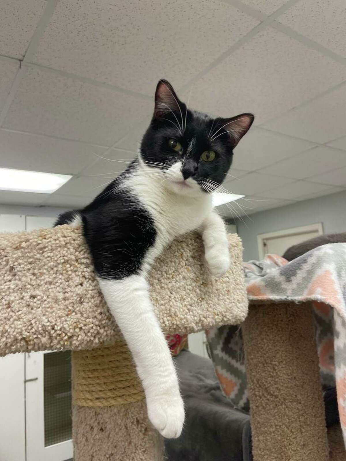 One-year-old Goldfinch keeps tabs on the birds outside Bay Area Pet Adoptions, 3000 Ave. R in San Leon. When she’s not rolling around in catnip, she can be found chasing feather wands and laser pointers, staff say. Learn more at www.bayareapetadoptions.org.