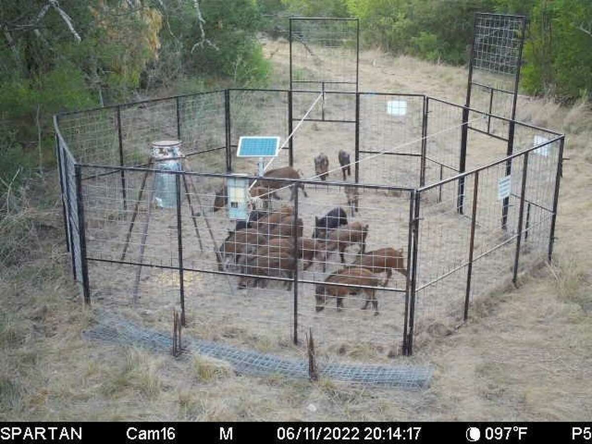 A group of hogs chow down in one of Bubba Ortiz's remote-controlled traps. Little do they know that, with the press of a button, he can drop those doors and capture the lot.