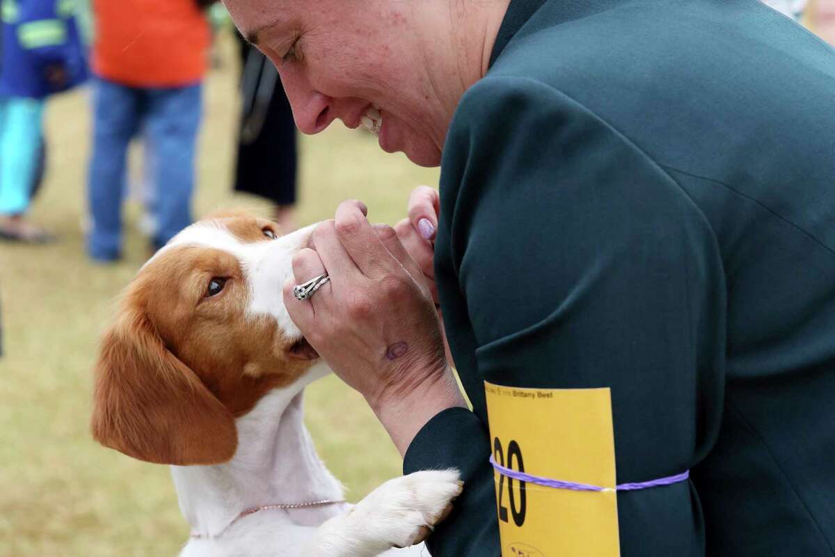 Bonnie, a Brittany, plays with owner and handler Dr. Jessica Sielawa, of Syracuse, N.Y., after competing at the Westminster Kennel Club Dog Show, Wednesday, June 22, in Tarrytown, N.Y.