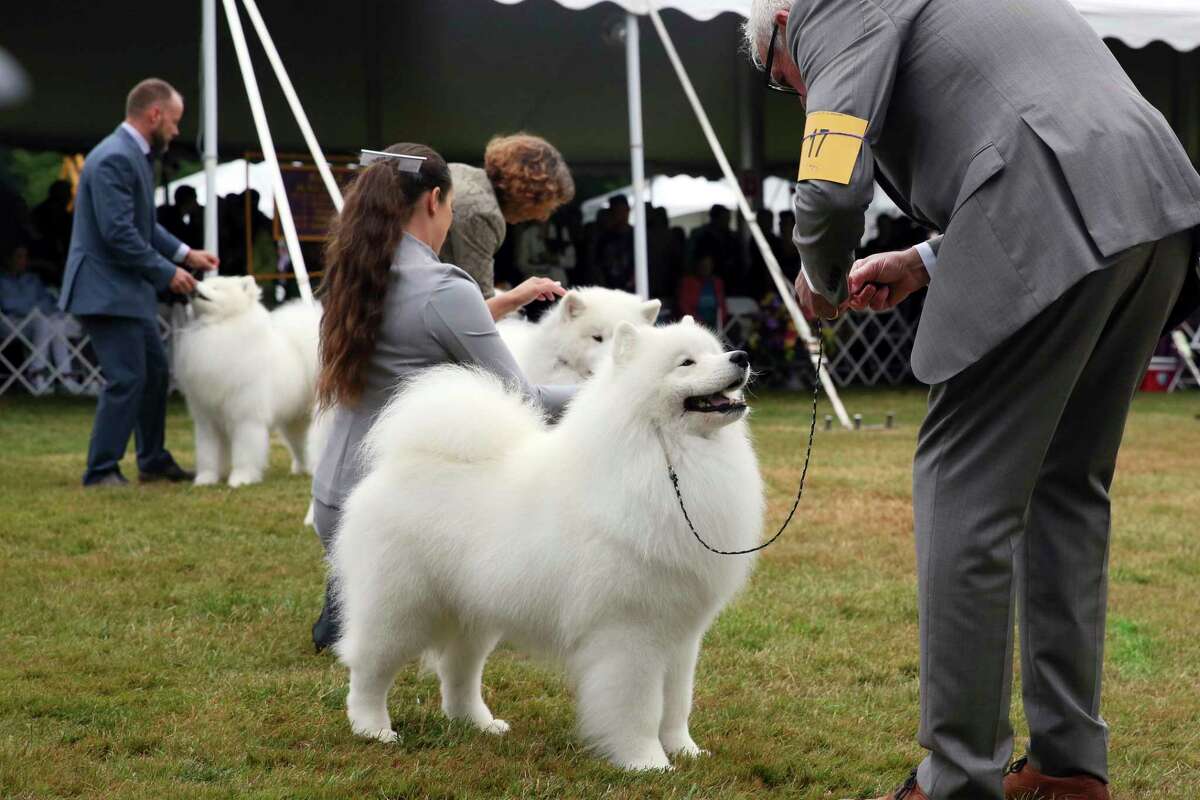Samoyeds compete at the Westminster Kennel Club Dog Show, Wednesday, June 22, 2022, in Tarrytown, N.Y.