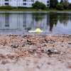 2014年，垃圾和动物粪便坐落在圣马特奥县湖岸公园的海滩上。污染仍然是一个问题：2022年的污染仍然是一个环境集团，海滩被称为加利福尼亚州最肮脏的之一。