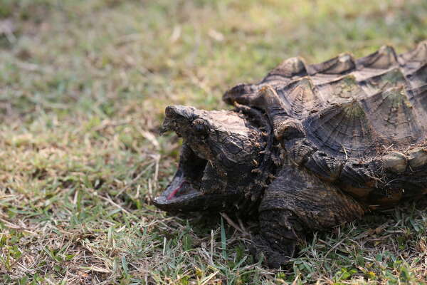 The alligator turtle is sometimes described as “dinosaur-like” due to their spiky shells and primitive-looking faces. 