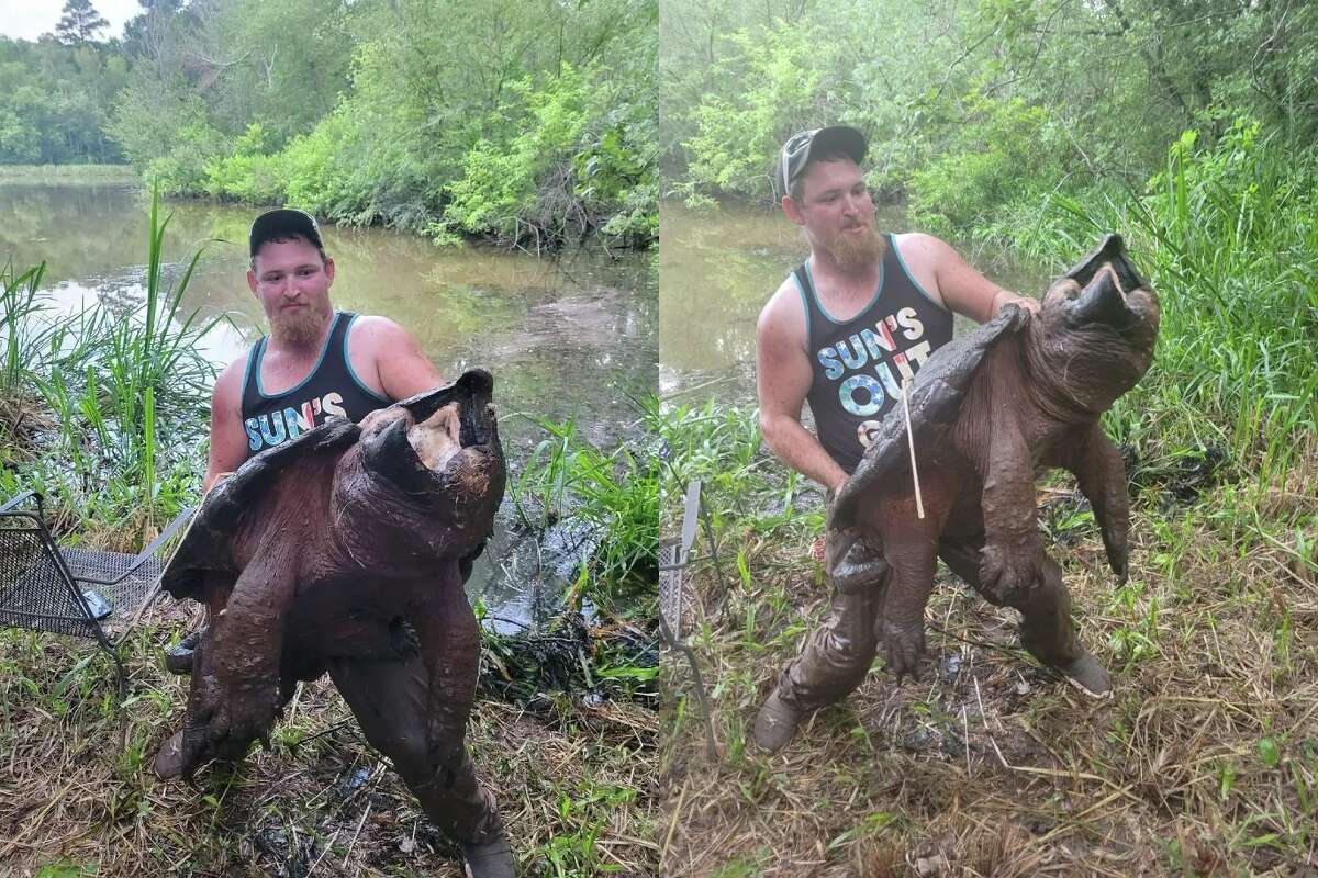 giant alligator snapping turtle