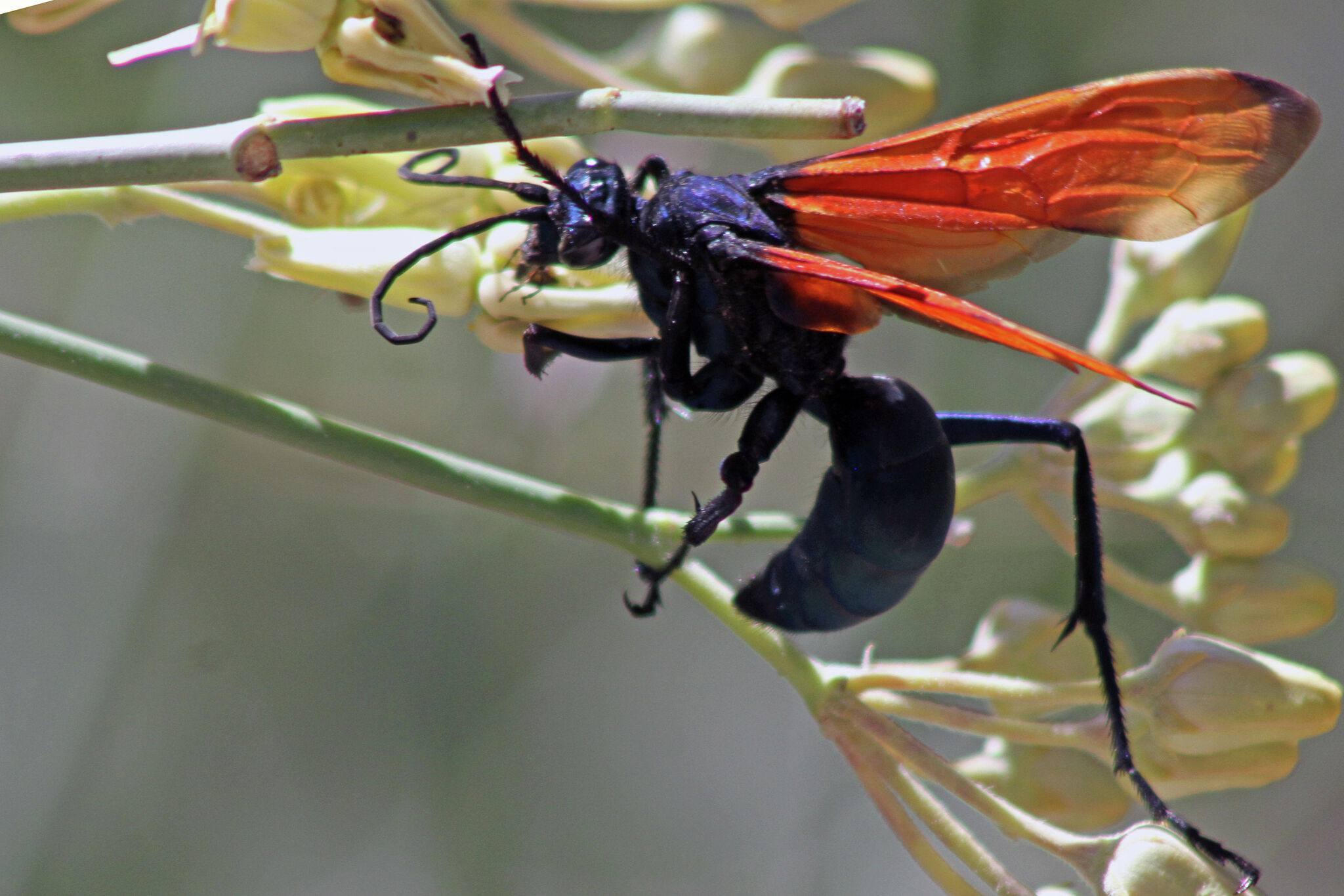 TikTok shows off strange Texas bugs - Vimarsana News