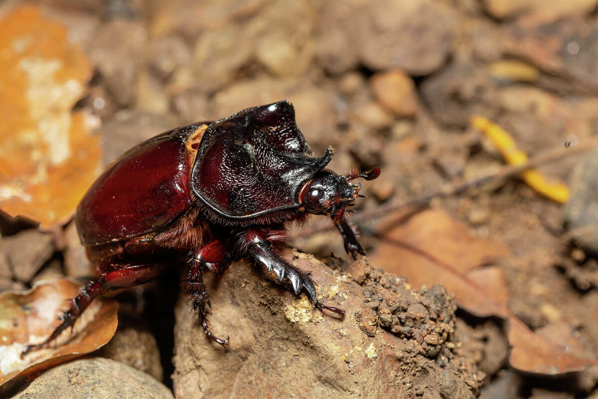 The ox beetle, a species of rhinoceros beetle, found in Texas. 