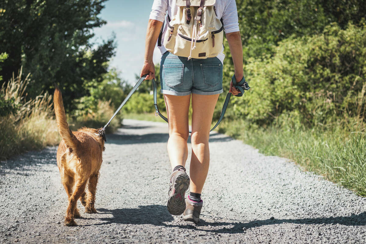 how much water should i bring my dog hiking