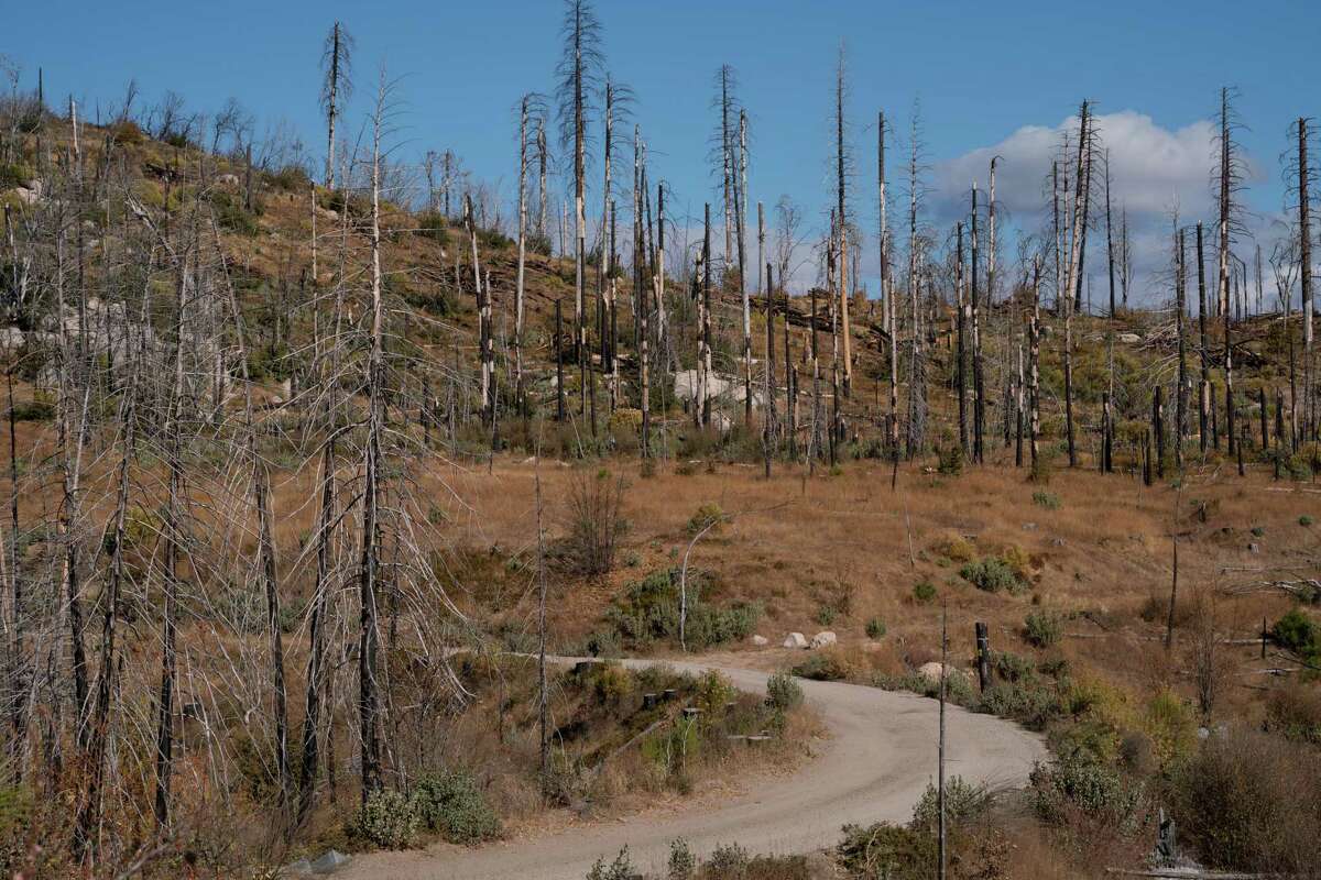 Burned trees are left behind by the the Rim Fire in Stanislaus National Forest in Tuolumne County near Groveland on Nov. 22, 2019. Dead trees and other biomass can be used to produce energy.