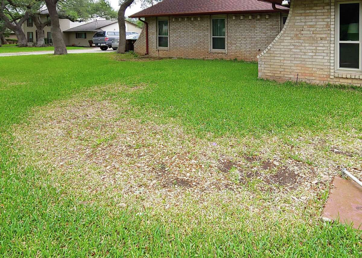 This St. Augustine lawn has a big problem with take-all root rot.