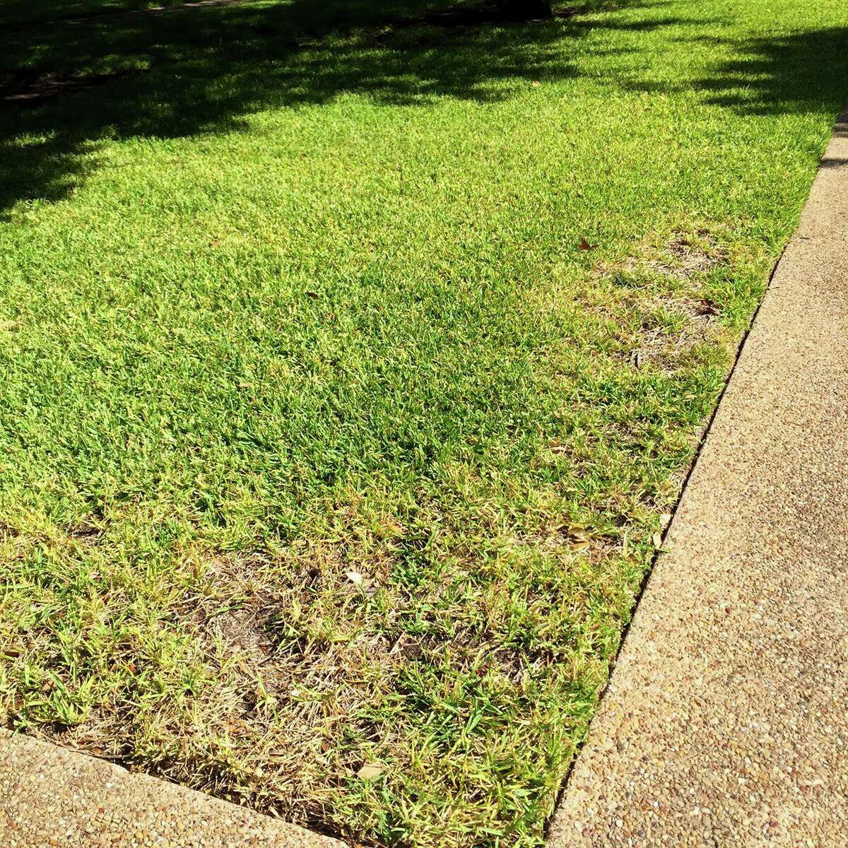 Chinch bugs are most likely the cause of this dead-looking patch of St. Augustine grass.