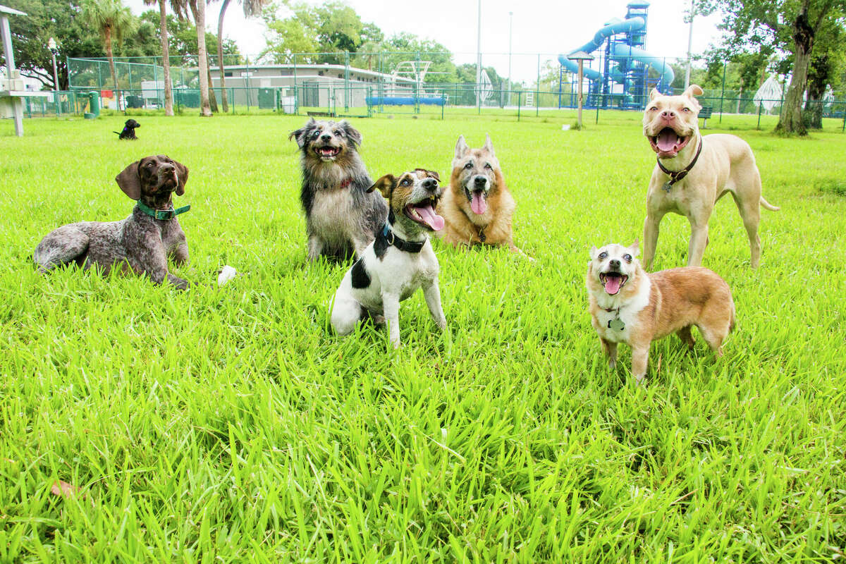 A recent report ranked the top dog parks in the U.S.