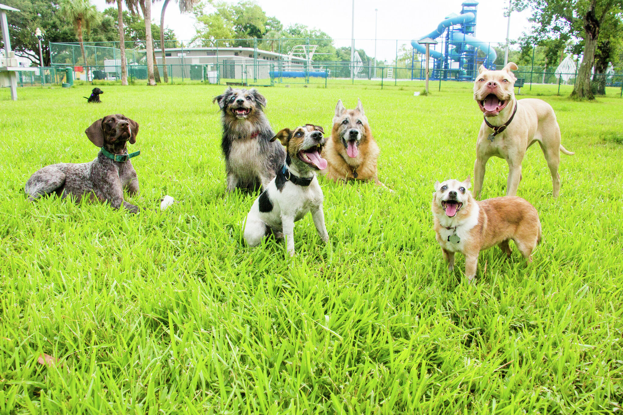 Plano Texas Dog Parks