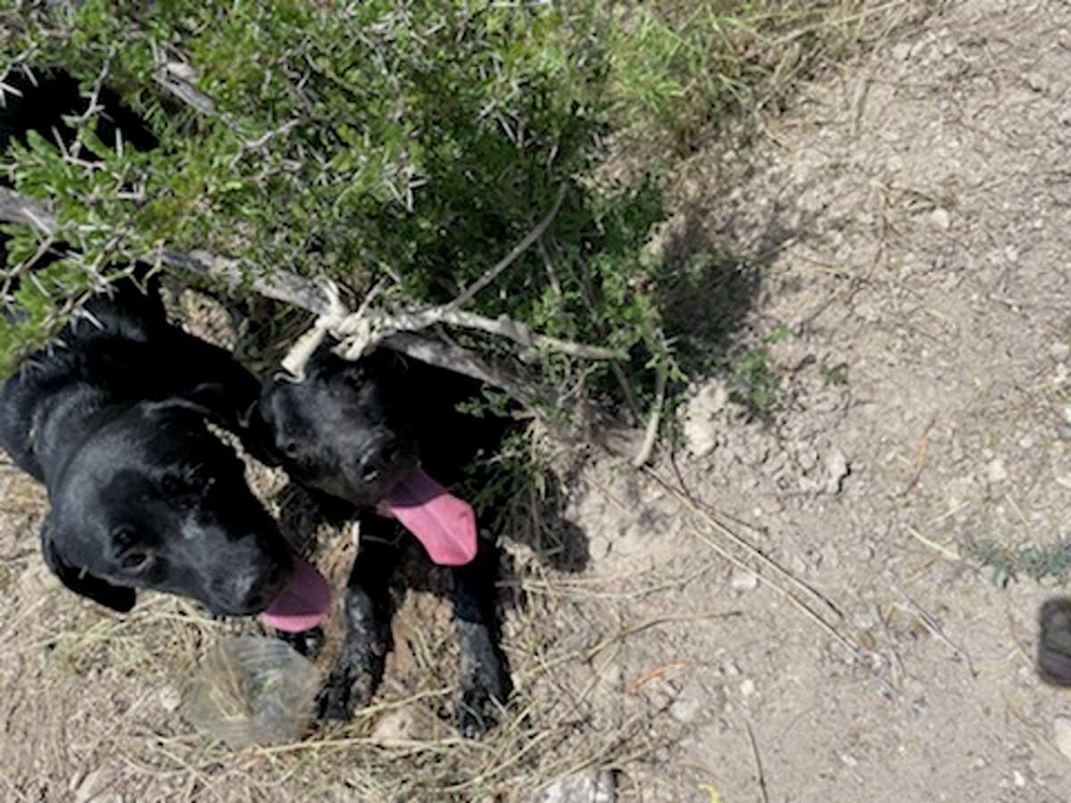 A pair of dogs were discovered chained and abandoned in a vacant lot in Los Centenarios Subdivision, according to the Webb County Sheriff's Office.
