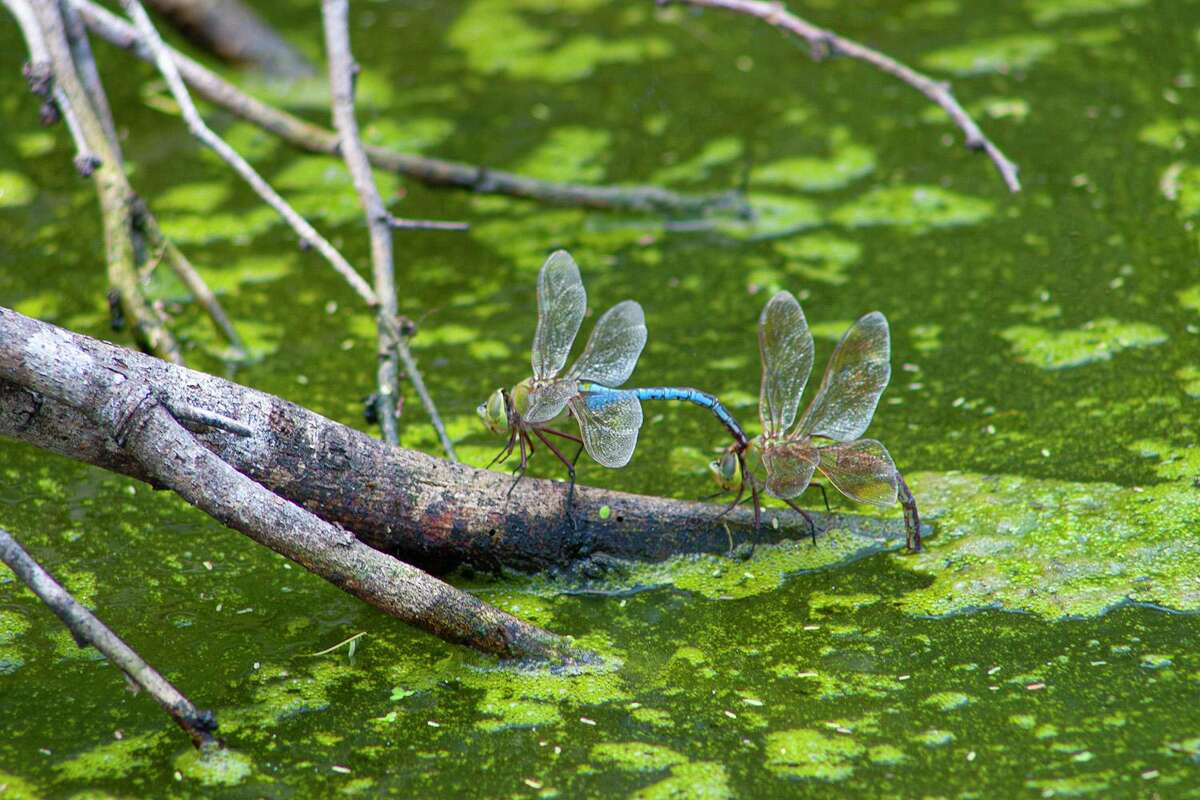A common green darner dragonfly holds onto the female while she lays eggs in a pond.