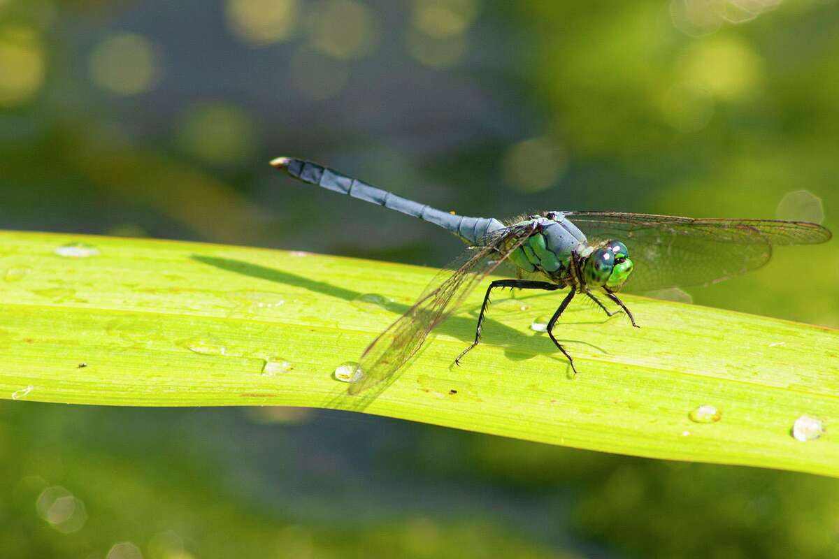 Eastern pondhawk dragonflies consume mosquitoes and other flying insects.