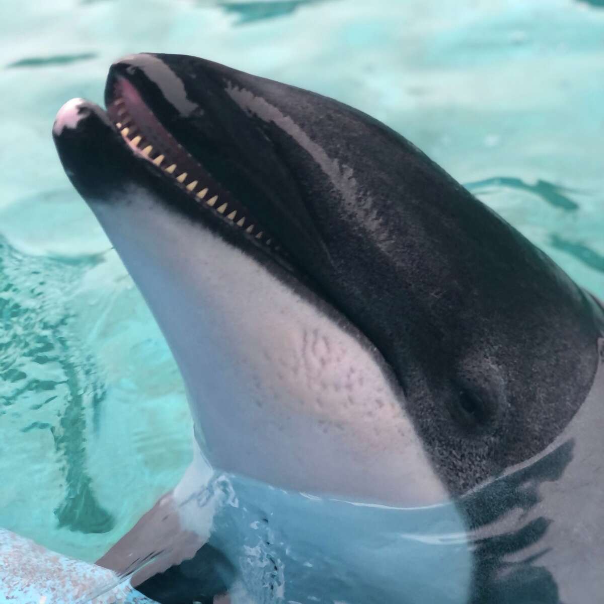 SeaWorld San Antonio's Betty the dolphin has died.