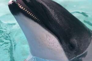 'Adored' SeaWorld San Antonio dolphin, Betty, dies at 44
