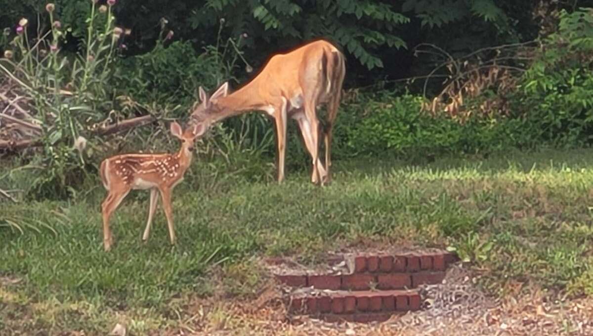 A doe and her fawn were seen on the corner of East Sixth and Market streets in Alton on Thursday afternoon.