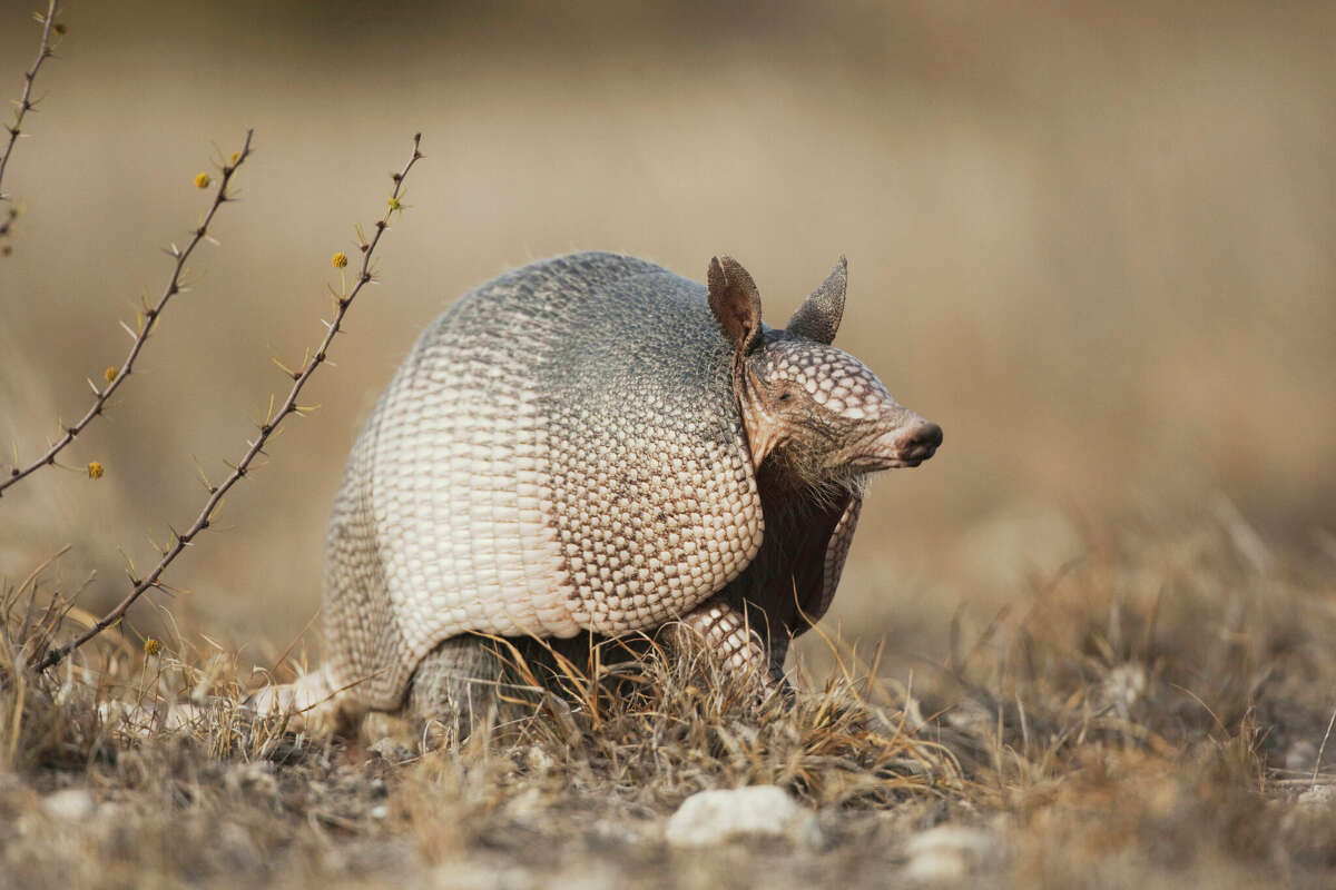 The armadillo is the state small mammal of Texas.