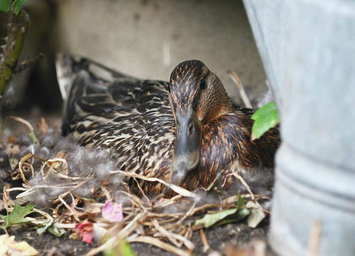 A duck roosts with its eggs outside Helen DeLago's home in Old Greenwich, Conn. Wednesday, June 22, 2022. The duck settled in beneath her rose bush at the end of May and the eggs are expected to begin hatching very soon.