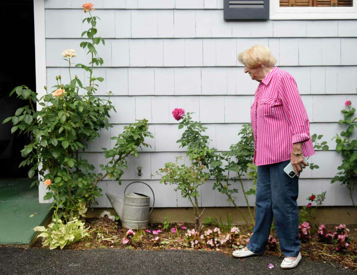 Helen DeLago shows a duck that has roosted with its eggs outside her home in Old Greenwich, Conn. Wednesday, June 22, 2022. The duck settled in beneath her rose bush at the end of May and the eggs are expected to begin hatching very soon.