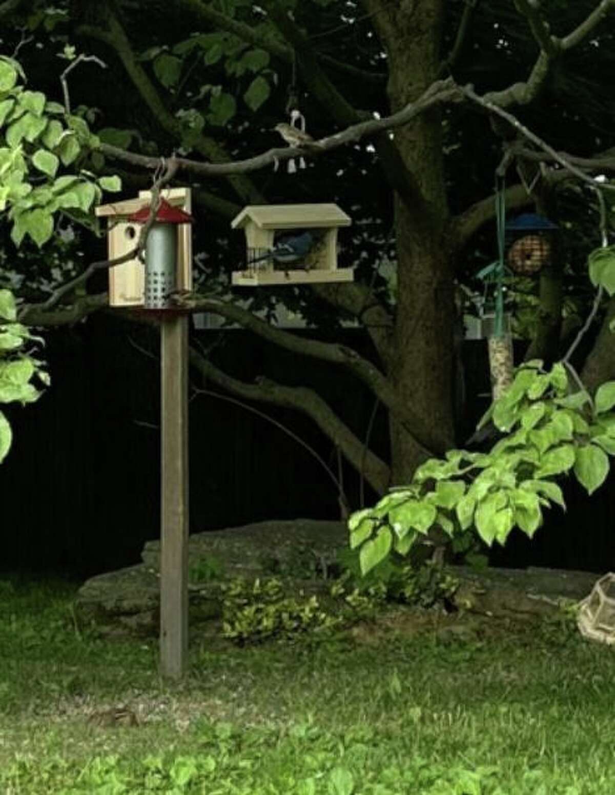 Mike is a lifelong resident and is a student at Amherst. Amid many recent headlines on the political polarization of Greenwich, America & the world - this photo of a Blue Jay and Cardinal calmly sharing food and enjoying a misty Sunday evening together, in hand-made birdhouses the photographer built for them, is peaceful and inspiring. Photo 6/12/22, by Mike J. Pastore, Amherst College student & Greenwich native, home on summer break. Sent w. Mike's permission, copied above. Thank you. (My son Mike just took this photo of the two birds enjoying this lazy overcast Sunday. He is home from Amherst College, working, then heading away for a summer job in music).