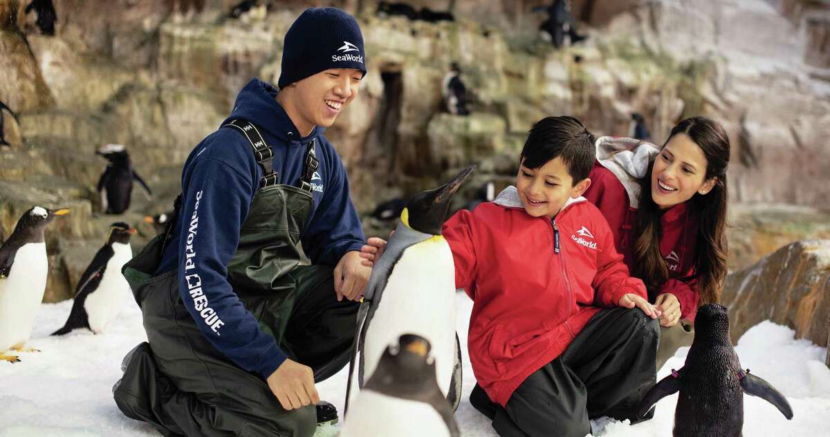 The Penguin Encounter at SeaWorld San Antonio offers a chilly up-close-and-personal experience with the flightless aquatic birds in a 35-degree environment.