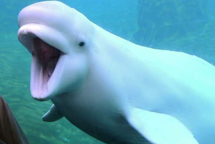 Reports: Mystic's Two Beluga Whale Deaths Caused By Undiagnosed Health  Conditions