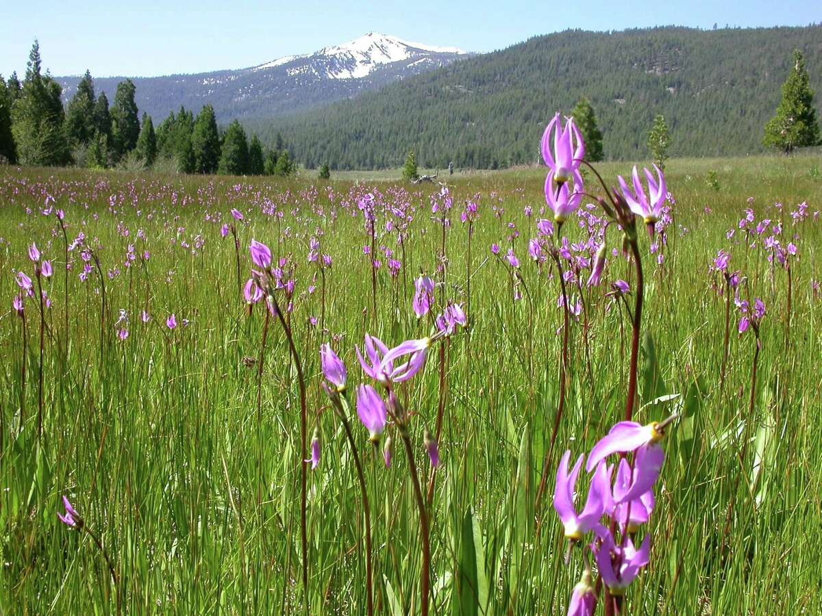 Shooting Stars bloom in McNabb’s Meadow (with Pyramid Peak in the background) in Trinity Divide as spring arrives at elevations 3,000 to 6,000 feet in the Sierra and Shasta-Cascade ranges.