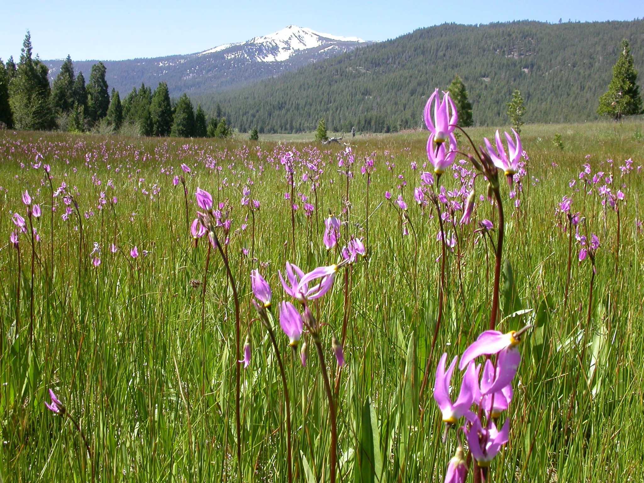 It's summer in San Francisco, and spring in the Sierra - Vimarsana News