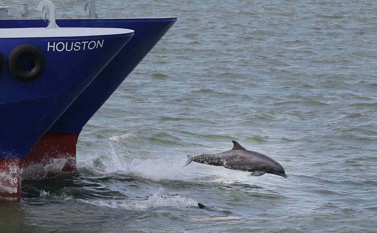 A dolphin leads the Houston ship as it heads toward the Gulf of Mexico Thursday, Oct. 19, 2017, in Galveston. A medical team is making plans to launch a floating reproductive health clinic in federal waters where patients can receive abortions.