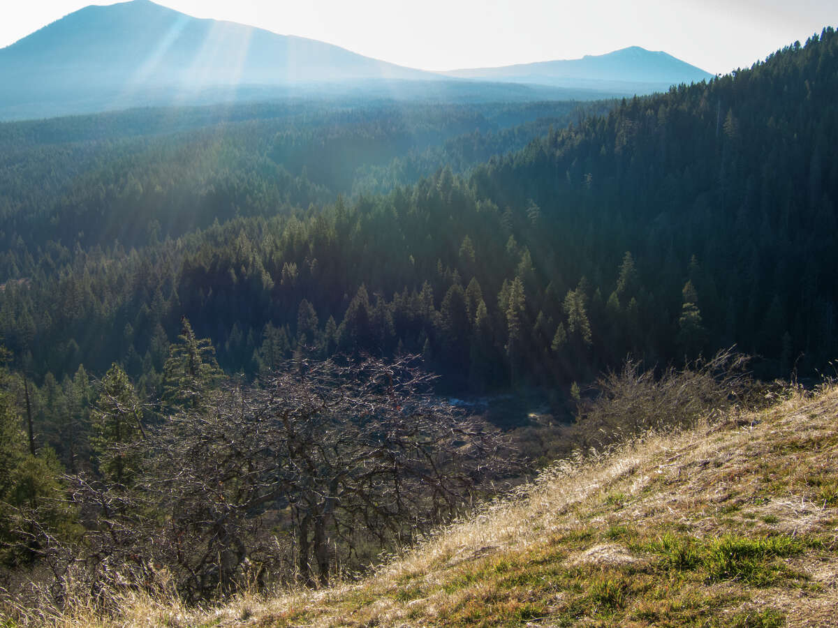 California's largest private landowner closes all forestlands to public