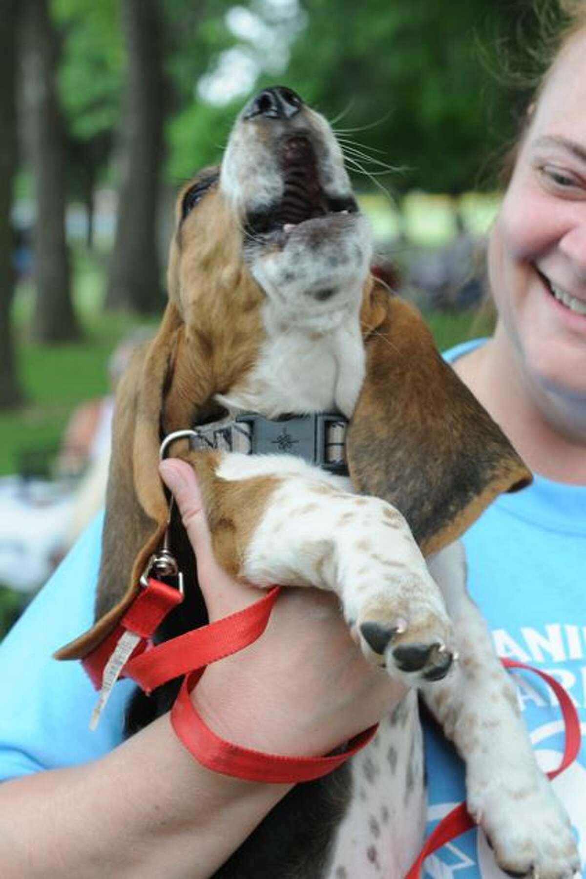 Rex the puppy gives a trademark Basset Hound call during Saturday's Pawty in the Park.