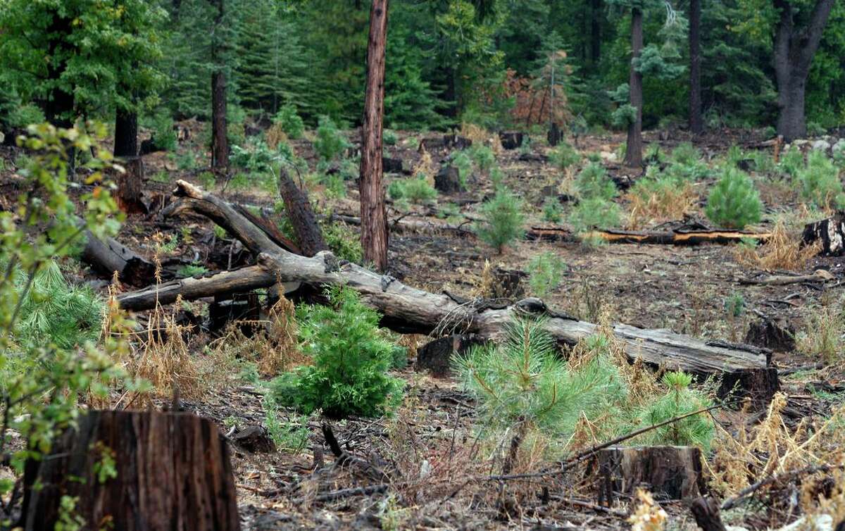 Small trees sprout from a recently harvested and replanted forest on land owned by Sierra Pacific Industries near Sonora in 2009.