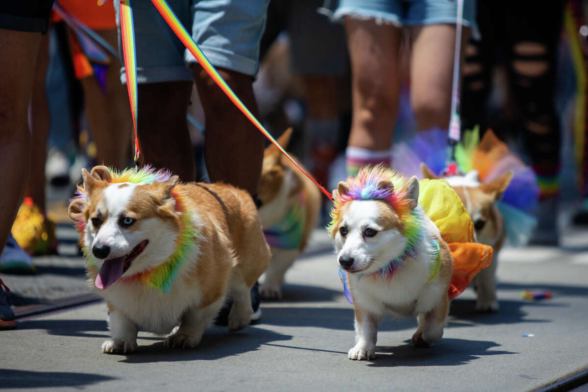 Corgis wearing rainbow colors take part in the San Francisco Pride parade in San Francisco, Calif. on June 26, 2022.