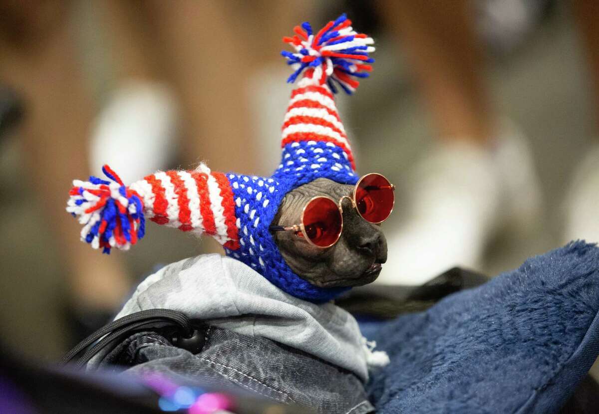 Dragon the Sphynx cat is dressed up by his owner, Star Smith, to participate POP Cats Sunday, June 26, 2022, at Silver Street Studio in Houston.