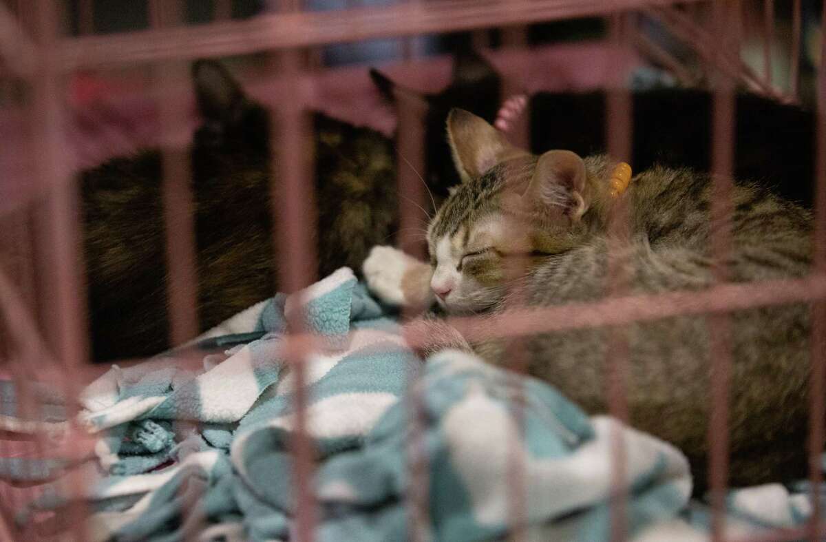 Adoptable kittens from SAVE Rescue Coalition are resting at POP Cats Sunday, June 26, 2022, at Silver Street Studio in Houston.