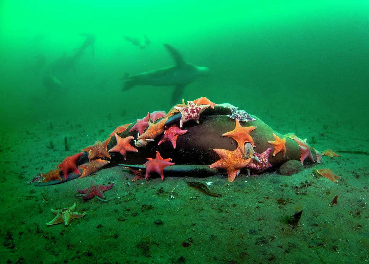 "Sea Lion Fall," a photo by Monterey emergency room technician David Slater, was named best aquatic photograph in a California Academy of Sciences competition. Attached to the remains of the sea lion are bat stars, or starfish.