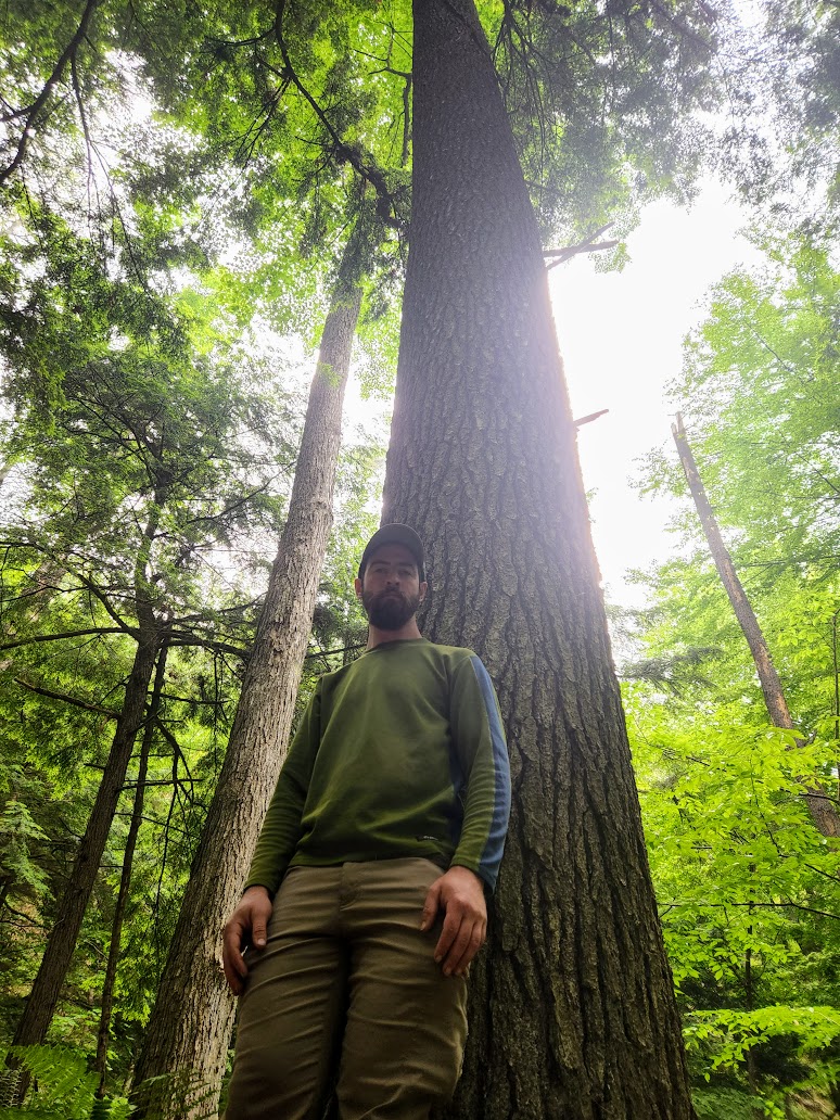 Is Warren County home to New York's tallest tree? - Vimarsana News