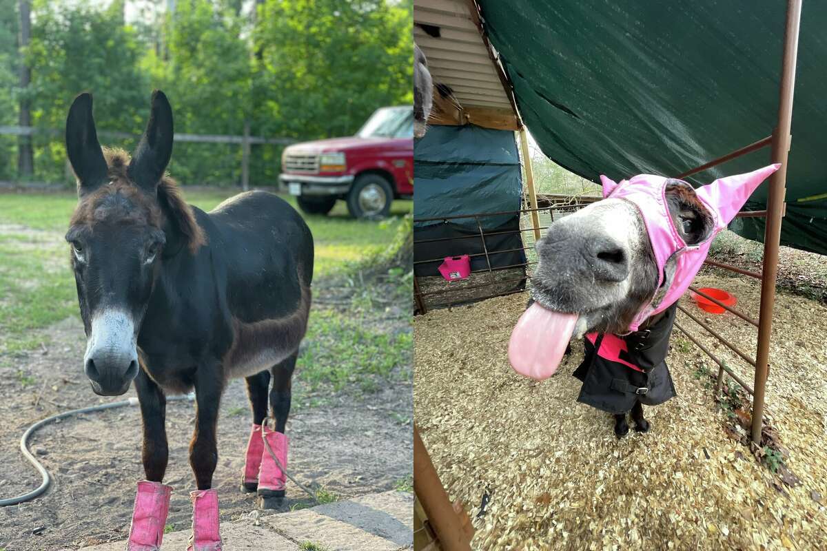 Monte, a singing donkey from Conroe, Texas has captured the hearts of millions on social media. 