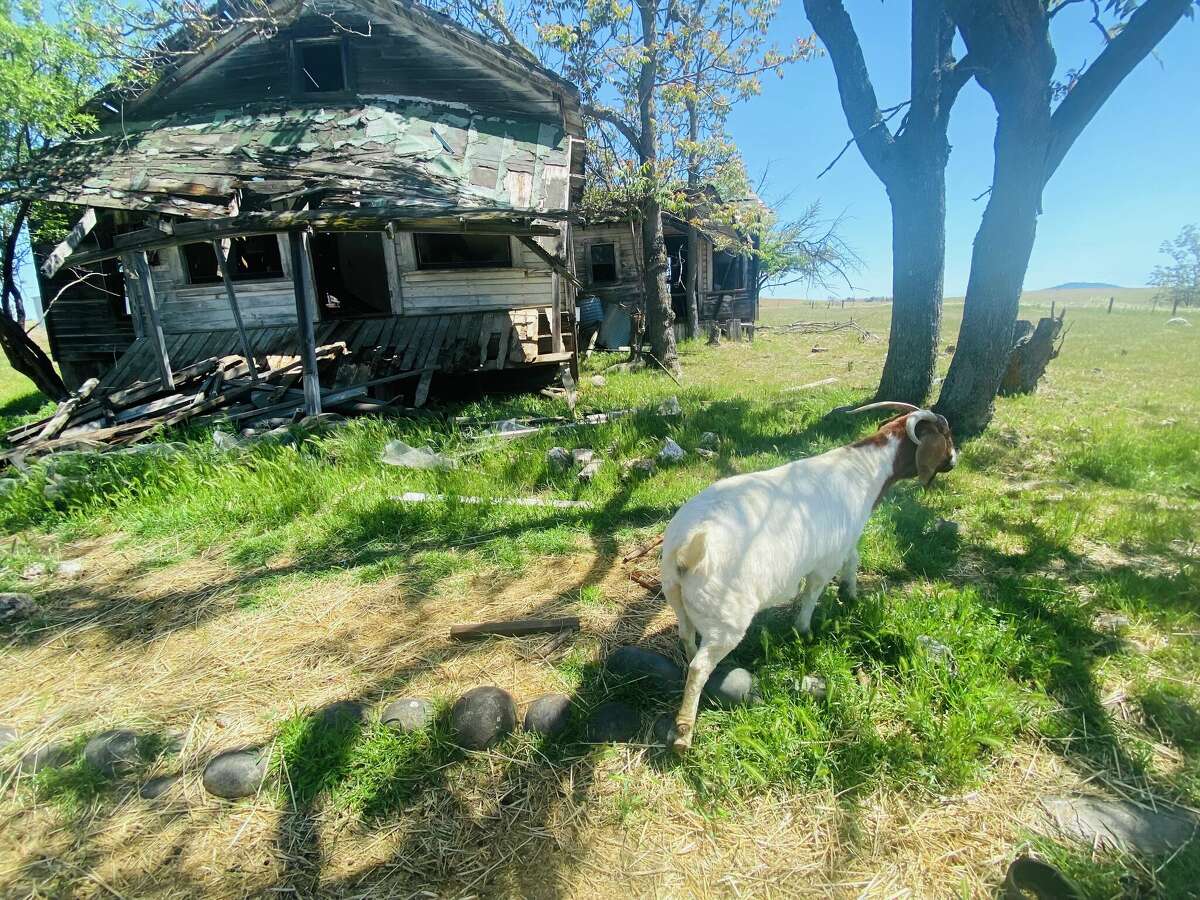 Hornitos is a definitely a goat's town, and nearly a ghost town as well.