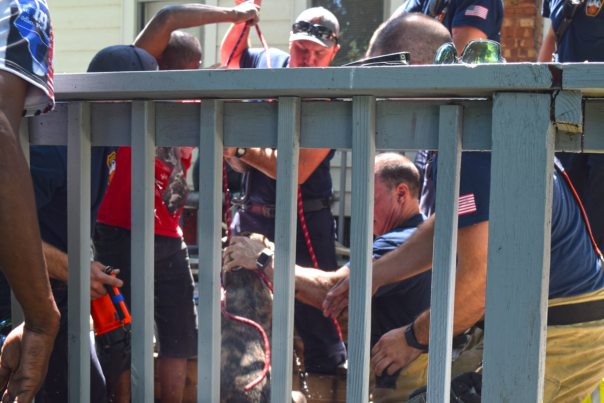Jacksonville firefighters rescue pup from precarious place after it falls into cistern - Vimarsana News