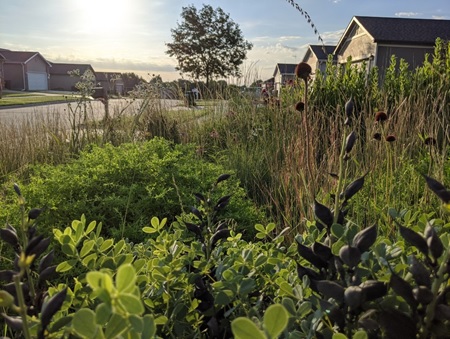 Learn landscaping from natural plant communities at next Plant it Wild presentation - Vimarsana News