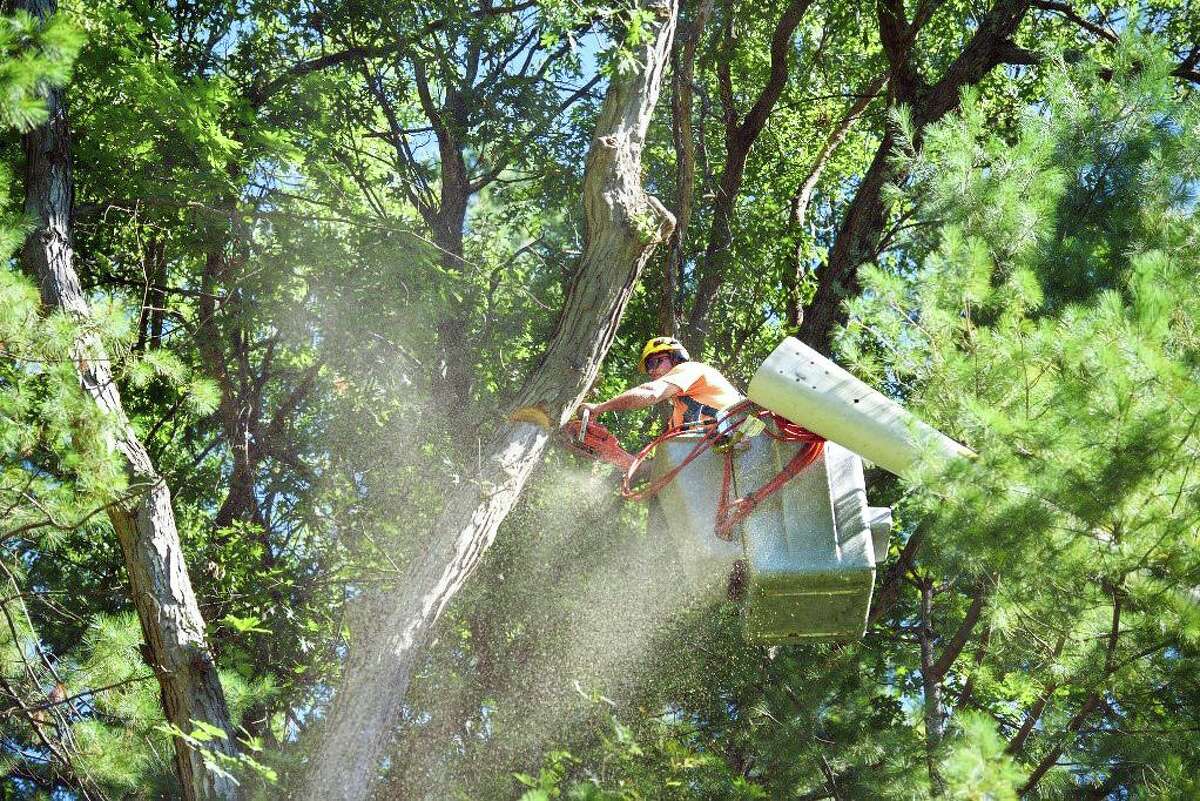 Eversource will be trimming trees along more than 4,200 miles of roadside overhead distribution lines around the state. Here, a worker uses a chainsaw to cut a large branch from a tree.