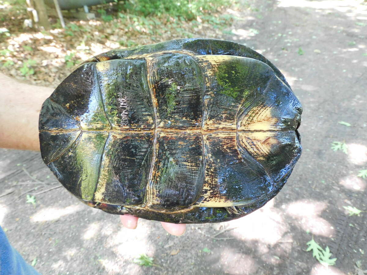 Wildlife Wednesday: Blanding's Turtles