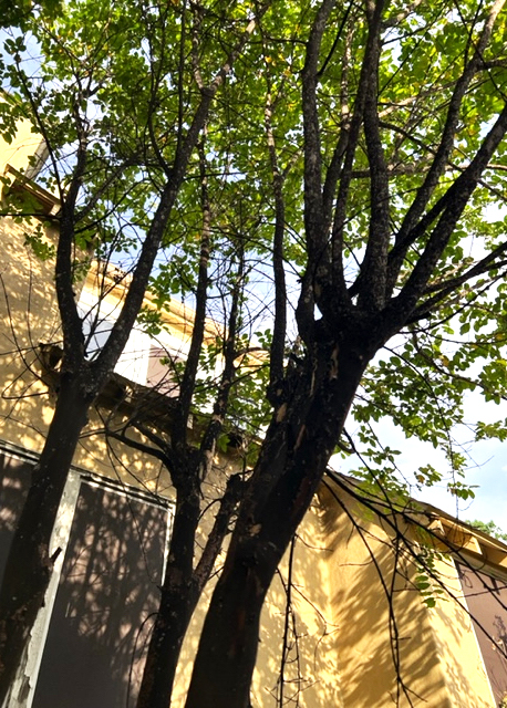 Black bark on crape myrtle a sign of insect infestation - Vimarsana News