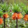 Fritillaria Bulbs - Orange ($12.99 to $46.99)